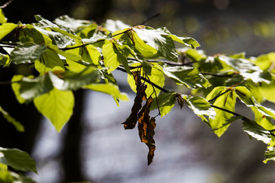 Close-up of fresh green leaves on branch