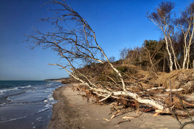 Dead tree on beach against clear blue sky