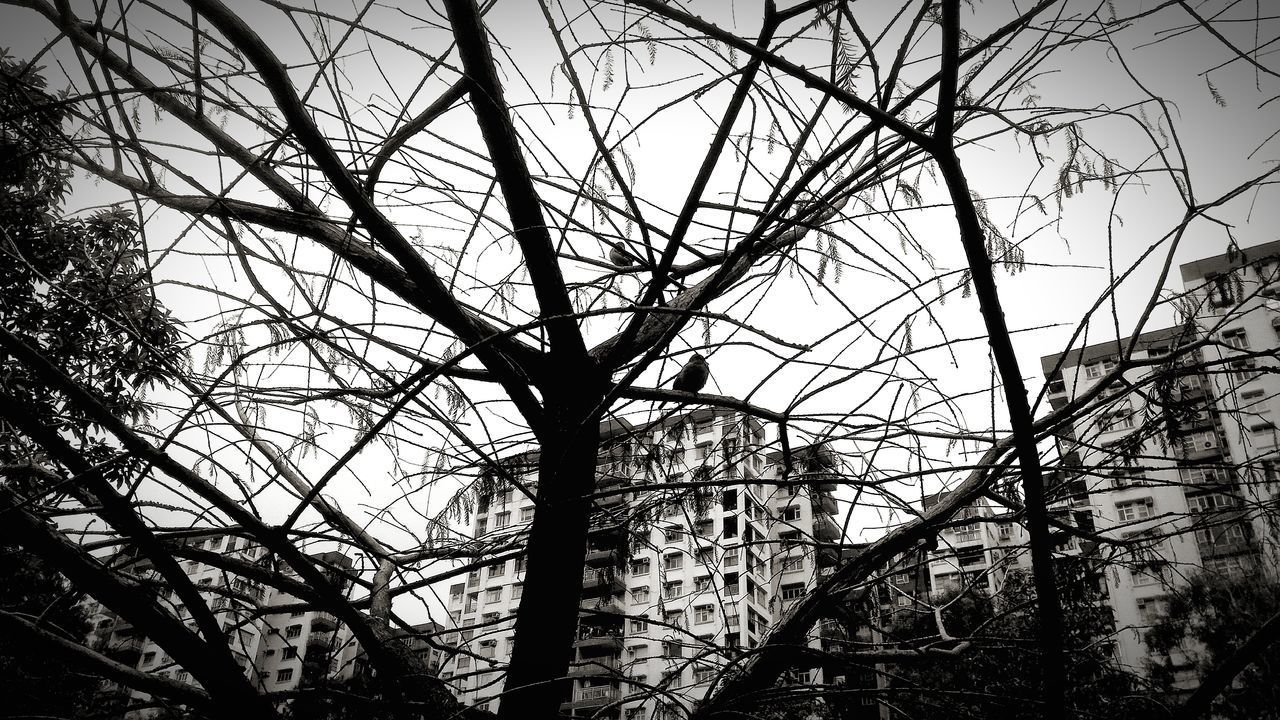 LOW ANGLE VIEW OF BARE TREE