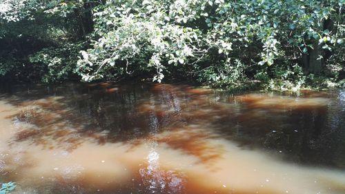 Reflection of trees in water