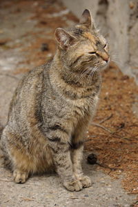 Close-up of a cat looking away