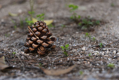 Close-up of pine cone on ground