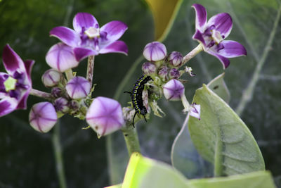 Close-up of bee pollinating on purple flower