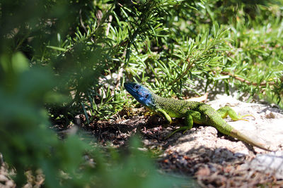 View of lizard on rock