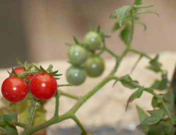 Close-up of cherries growing on plant