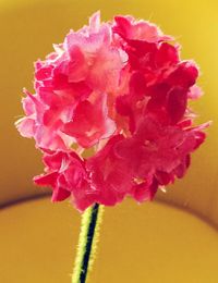 Close-up of pink rose