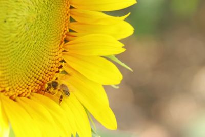 Close-up of honey bee on sunflower