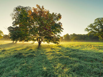 Trees on field against clear sky