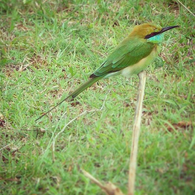 Indianbeeeater