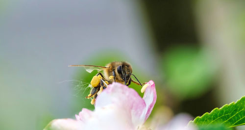 Flying honey bee collecting bee pollen from apple blossom. bee collecting honey.