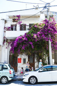 Flower trees in city