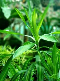 Close-up of fresh green plant in field