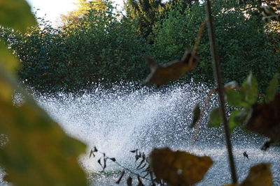 Low angle view of bird in water