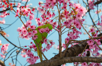 Low angle view of pink flowers blooming on tree