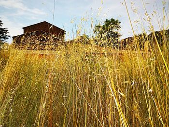 Plants growing on field against sky