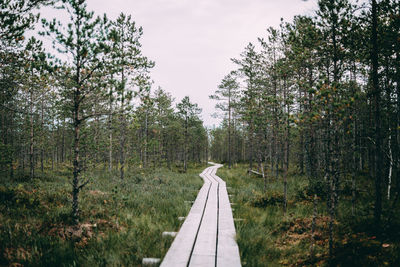 Boardwalk amidst trees in forest against sky