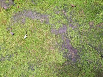 High angle view of birds on grassy field