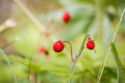 Close-up of red berries growing on plant