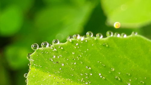 Close-up of wet plant leaves