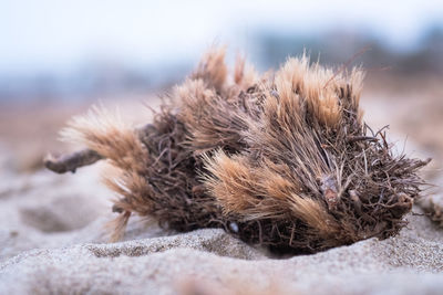 Close-up of an animal on sand