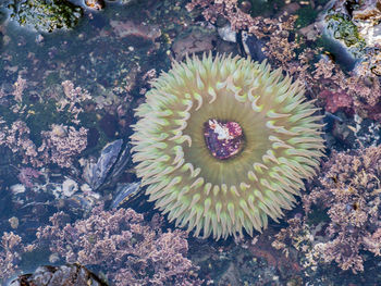 High angle view of jellyfish in sea