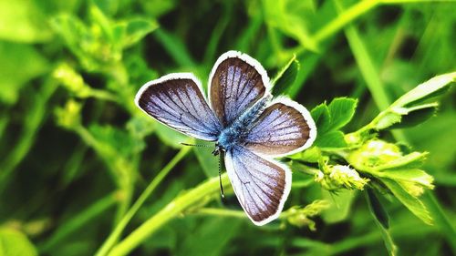 Close-up of butterfly on plant