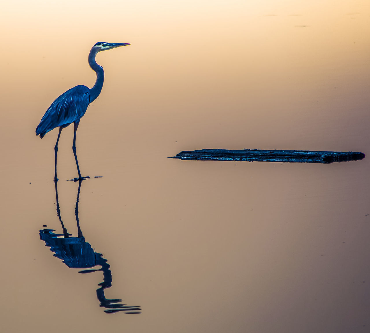 BIRD ON A LAKE