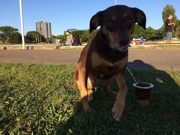 Dog looking away while sitting on field