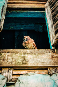 Low angle view of bird on wood