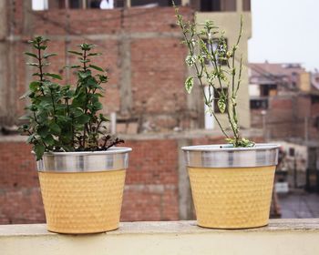 Potted plants on retaining wall