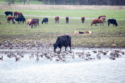 Horses in a drinking water