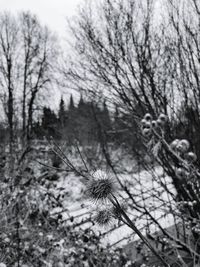 Close-up of snow on bare tree