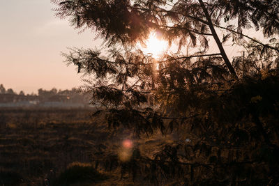 Sunlight streaming through trees on field during sunset