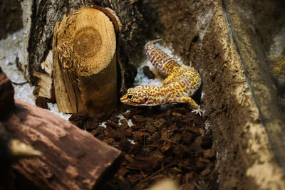 Side view of a reptile in forest
