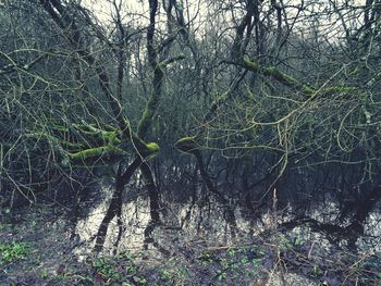 Bare tree in forest