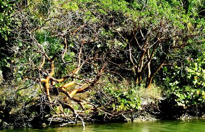 Trees by river in forest