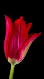 Close-up of pink rose flower against black background