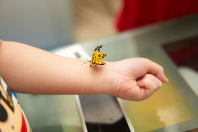 A broken wing yellow butterfly perched on a baby's arm.