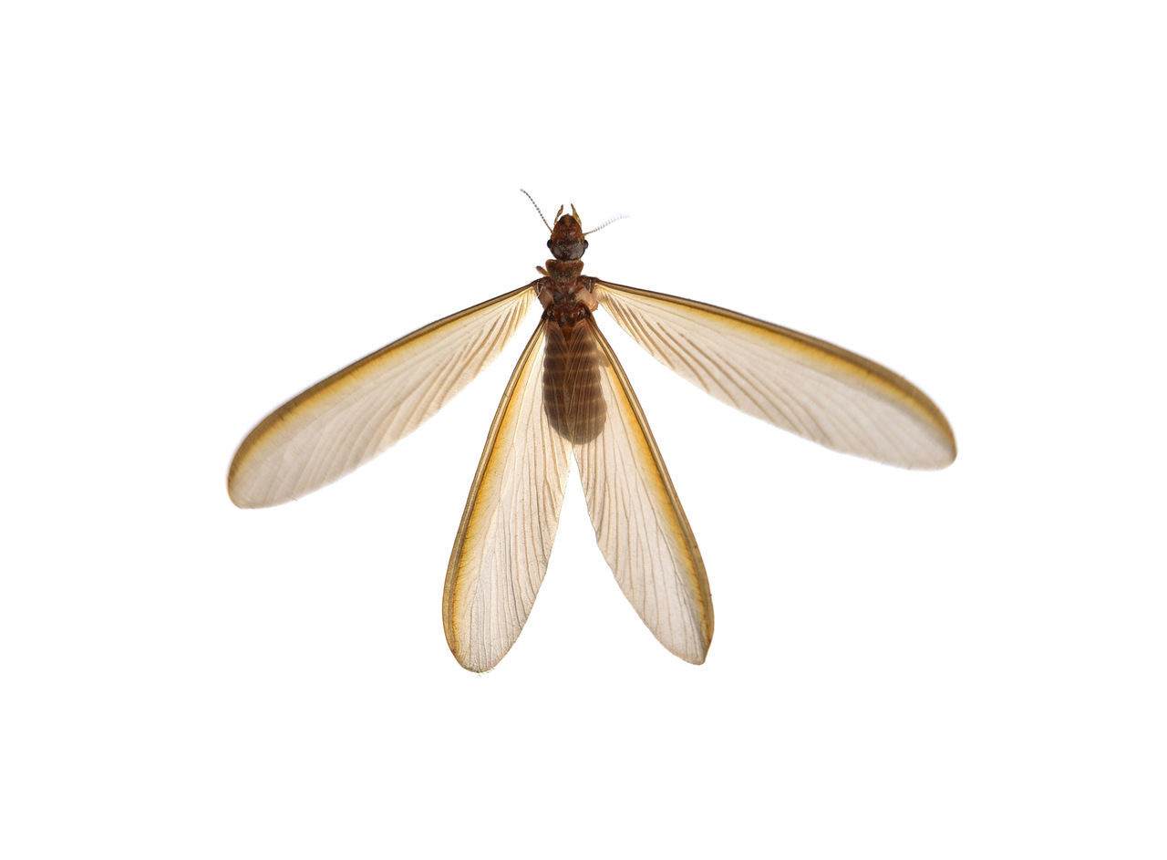 HIGH ANGLE VIEW OF INSECT ON WHITE BACKGROUND