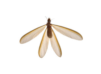 High angle view of insect over white background