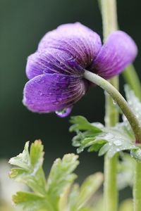 Close-up of purple flower