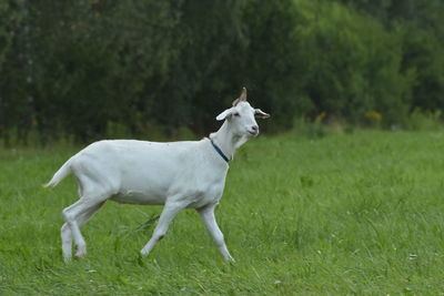 Dog running on grassy field