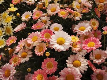 High angle view of flowering plants