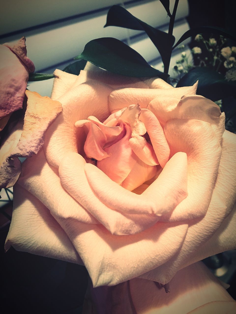 rose - flower, flower, petal, freshness, flower head, fragility, close-up, rose, beauty in nature, indoors, growth, nature, single flower, high angle view, focus on foreground, blooming, no people, plant, day, single rose