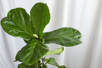 Scandinavian decor style plant green leaf.fiddle leaf fig tree.