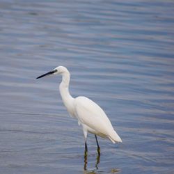 Side view of a bird in a water