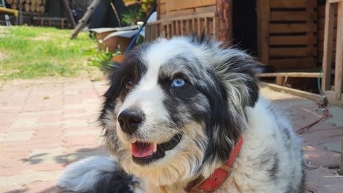 Close-up portrait of a dog looking away