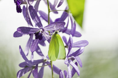 Close-up of insect on purple flowering plant