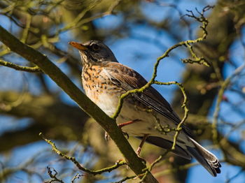 Bird perching on a tree