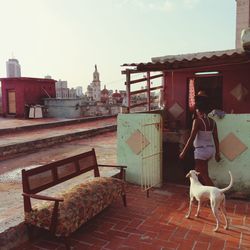 Cat in front of building